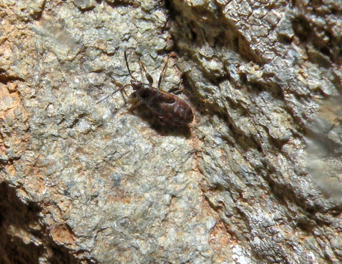 Da Cipro: quale Lygaeidae? ninfa di Eremocoris sp.
